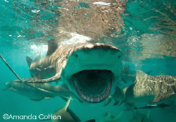 Lemon shark mid feeding at the surface.  Tiger Beach, Bah... by Amanda Cotton 